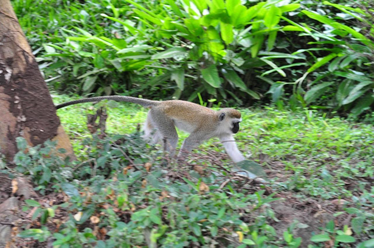 Karama Lodge Arusha Dış mekan fotoğraf